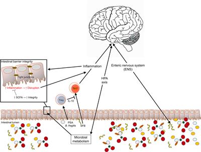 A Gut Feeling: The Importance of the Intestinal Microbiota in Psychiatric Disorders